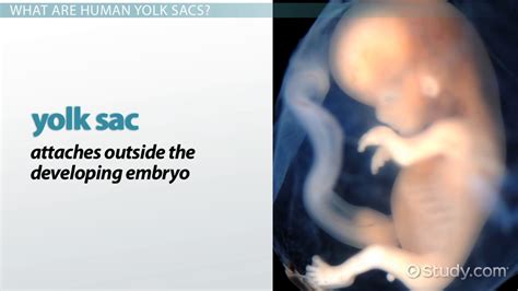 yolk sac  humans function definition measurement video lesson