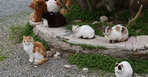 feral cats    learned  stop worrying  love  cull