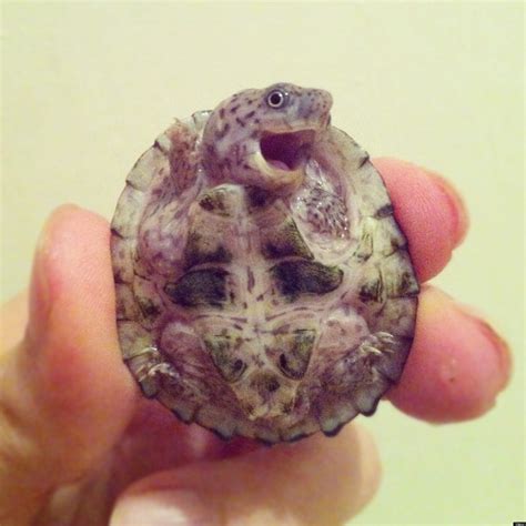baby turtle photo   adorable   real huffpost