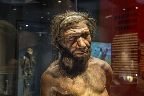 did sex kill the neanderthals