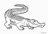Alligator Crocodile Coloring Template Pages sketch template