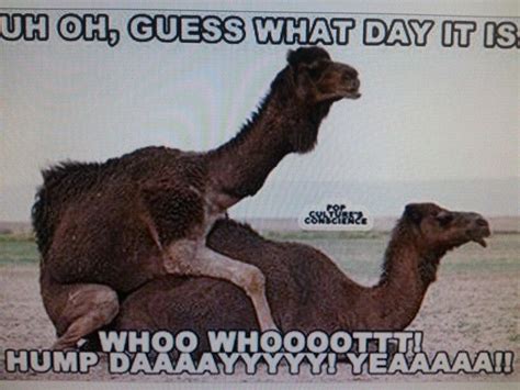 hump day camels hump day humor good morning funny funny cartoon