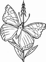 Vlinders Kleurplaat Schmetterlinge Butterflies Malvorlage Kleurplaten Vlinder Ausmalbild Stemmen Stimmen Calendar sketch template