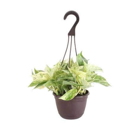 Exotic Angel Plants 1 25 Quart Foliage In Plastic Hanging Basket In The