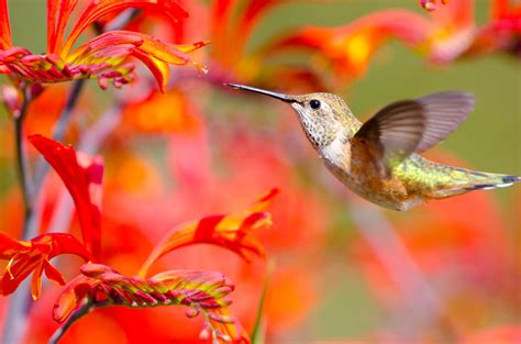 attracting hummingbirds   flower garden farmers almanac