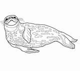 Weddell Foca Zeehond Ausmalbild Supercoloring Seals Coloringtop Kleurplaten Tekening Paginas sketch template