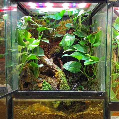 red eyed tree frog terrarium diy  terrarium   xx zoo