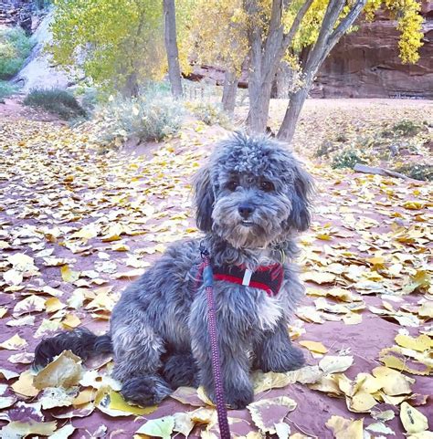 shih poo complete guide  shih tzu  poodle mix animalso