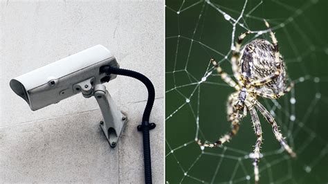 spiders are helping criminals by obscuring the lenses of cctv cameras