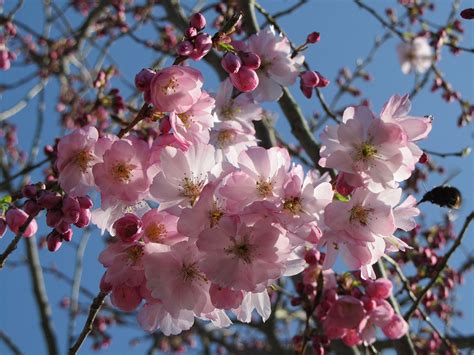 Pink Flowering Cherry Prunus Accolade Chew Valley Trees