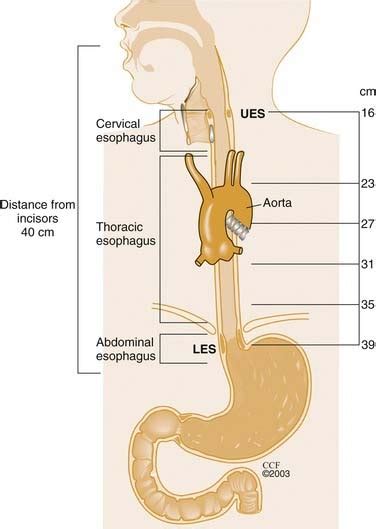 esophagus anatomy physiology  diseases ento key