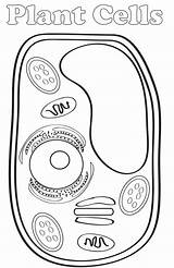 Cells Reticulum Endoplasmic Worksheet Mummydeals Label Getdrawings Homeschool sketch template