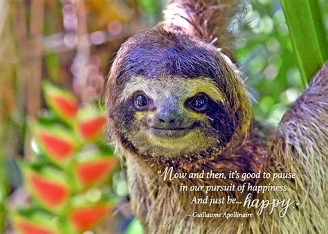 happy sloth birthday card  irish card shop smiling sloth birthday