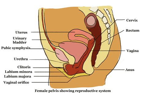 structure of reproductive organs gcse biology revision