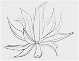 Agave Drawing Paintingvalley sketch template