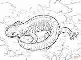 Coloring Pages Salamander Tiger Woodland Printable Animals Barred Creature Drawing Popular Print sketch template