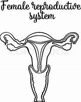 Reproductive System Female Vector sketch template