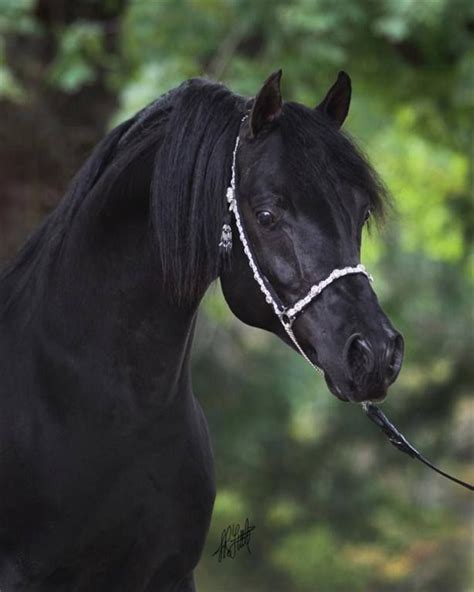 arabian horse black images  pinterest