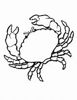 Crab Coloring Pages Colouring Animals Sea Print Realistic Printable Color Seashell Shells Drawing Clip Animal Cliparts Sheet Kids Clipart Shell sketch template