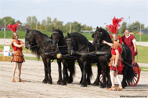 roman chariot show friesian stallions wolvega  nl benhur thegladiator peternouwen