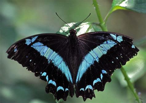 blue swallowtail papilio oribazus swallowtail