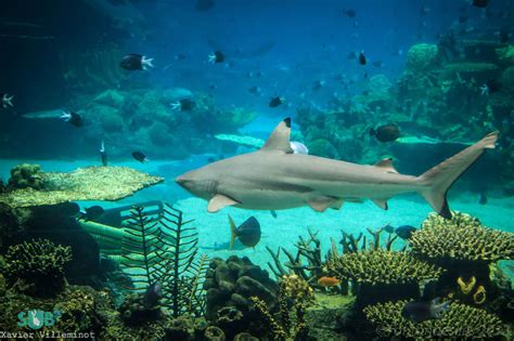 hybrid sharks  climate change amazing sea creatures