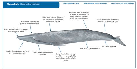 blue whale whale watching handbook