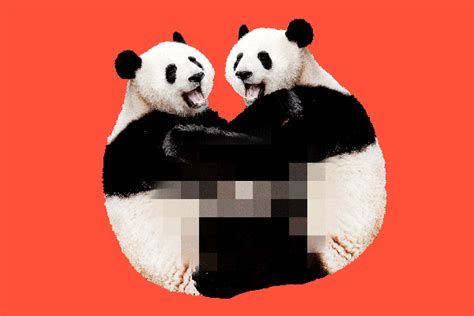 La Libido Del Oso Panda Y Su Escasa Actividad Sexual The New York Times