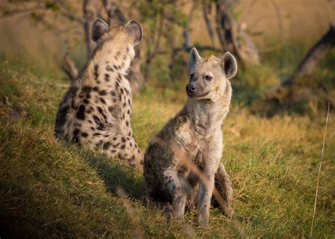 fascinating world  hyenas dispelling myths  secrets