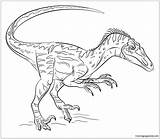 Velociraptor Dinosaur Coloring Online Pages Color sketch template