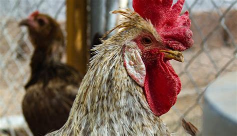8 Strategies For Raising Chickens In The Desert Hobby Farms