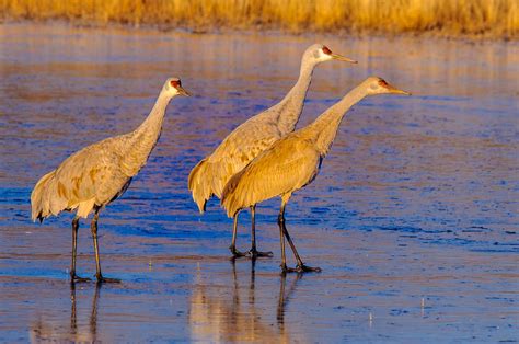 Bosque Del Apache National Wildlife Refuge William Horton Photography