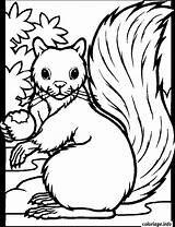 Ecureuil Gratuit Kleurplaten Colorier Squirrel Acorn Volwassenen Squirrels Herfst Automne Groep Imprimé Fois sketch template