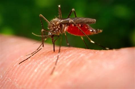 mosquitoes taste human blood scientists find  neurons