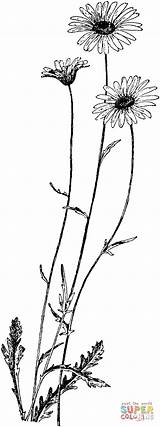 Daisy Margeriten Ausmalbilder Rib Ausmalbild Daisies Forearm Coneflower Tat Sanskrit Chrysanthemum Leucanthemum Oxeye Placement Supercoloring Cage Designlooter Spine Kategorien Henna sketch template