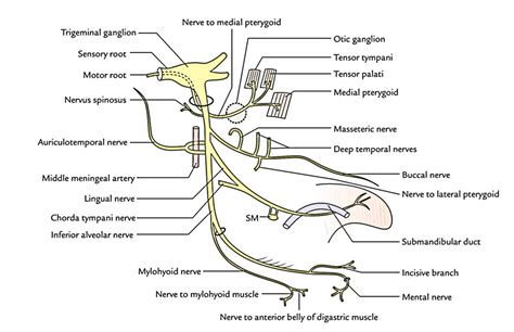 easy notes  mandibular nervelearn    minutes