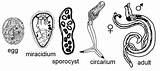 Stages Trematode Lifecycle Trematodes Leucochloridium Morphology Schistosoma Japonicum Trematoda Flukes Parasite Flatworm sketch template