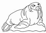 Walrus Morse Cliparts Animalstown Clipground sketch template