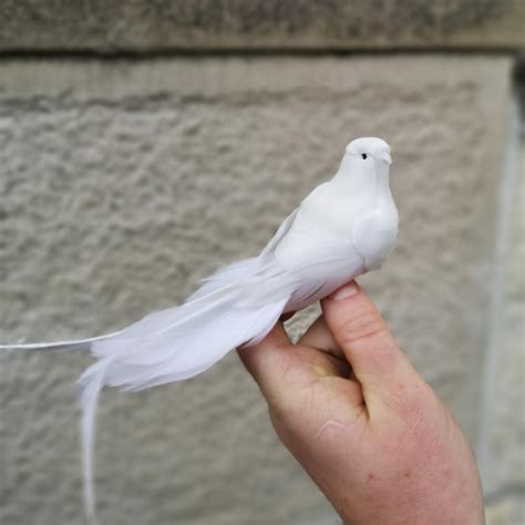 white dove buy   call