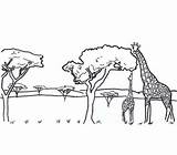 Coloring Safari African Giraffe Coloringsky Sheet sketch template