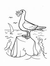 Coloring Pages Seagull Birds Recommended Printable Seagulls sketch template