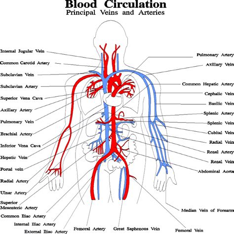 method  blood circulation streamlining work  optimal heart