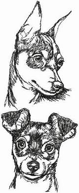 Pinscher Pincher Zwergpinscher Perro Miniatura Cachorros Paintingvalley sketch template