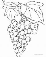 Malvorlagen Trauben Grape Grapes Ausmalen Ausmalbilder Ausdrucken Colorluna sketch template