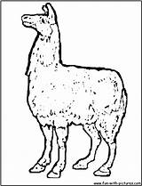 Coloring Pages Llama Alpaca Animal sketch template