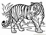 Harimau Mewarnai Colouring Bengal Mammals Hewan Coloringhome Pemandangan sketch template