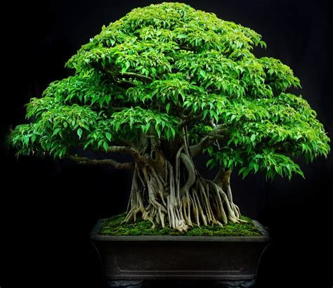jenis tanaman hias bagus  dijadikan bonsai