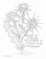 Forgiveness Thistle sketch template