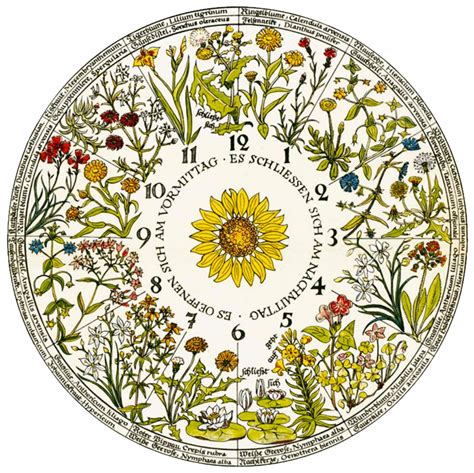 linnaeuss flower clock keeping time  flowers amusing planet