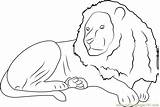 Lion Sitting Coloring Pages Coloringpages101 Online Mammals sketch template